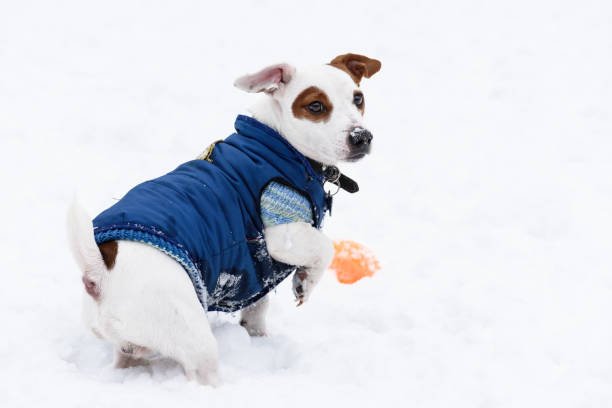 Shop Winter Dog Coats for Small Dogs
