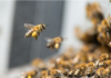 The Ultimate Guide to Bee Removal: Protecting Your Family and Property