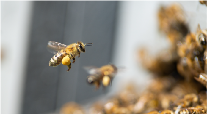 The Ultimate Guide to Bee Removal: Protecting Your Family and Property