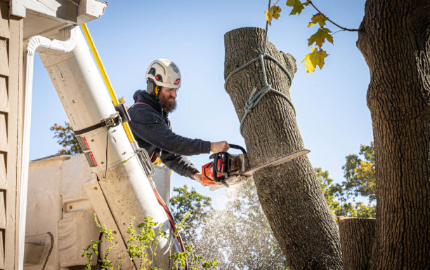 Transform Your Yard: Essential Services for Safe and Beautiful Outdoor Spaces